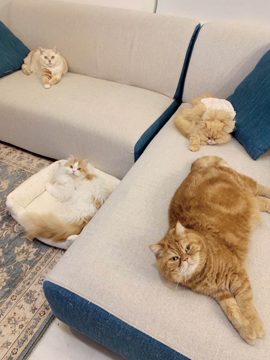 猫ココ 猫ココ カード検索 ｜ Z/X - Zillions of enemy X - ゼクス公式サイト