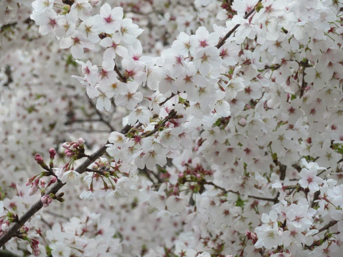 桜を見てきました ぶーやお持って行ったのに出すの忘れてサッパリです