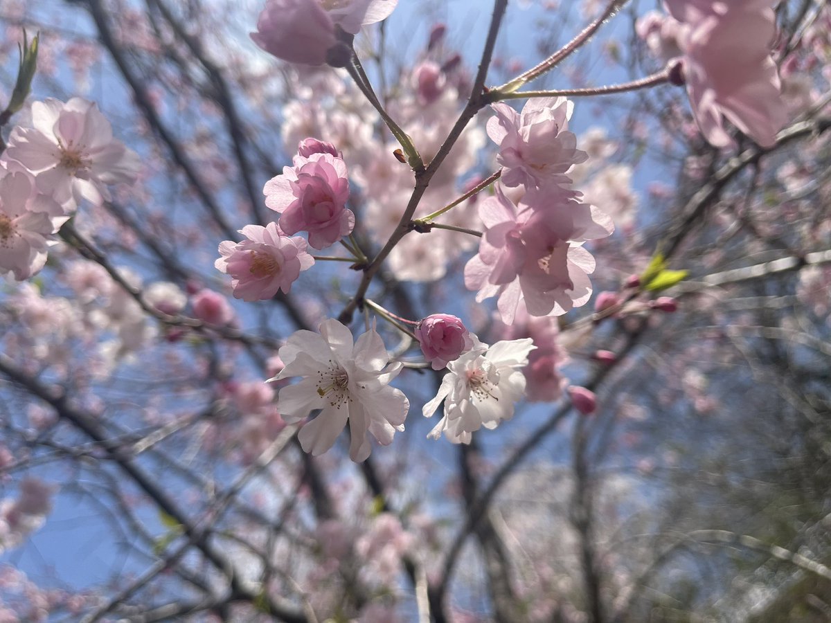shinobknb's tweet photo. 今年の桜🌸
今日で見納めかなー
最高の1日でした👍
 #新城
 #桜淵公園
 #長篠城跡
 #市川の桜 https://t.co/DuWvUhjGSL