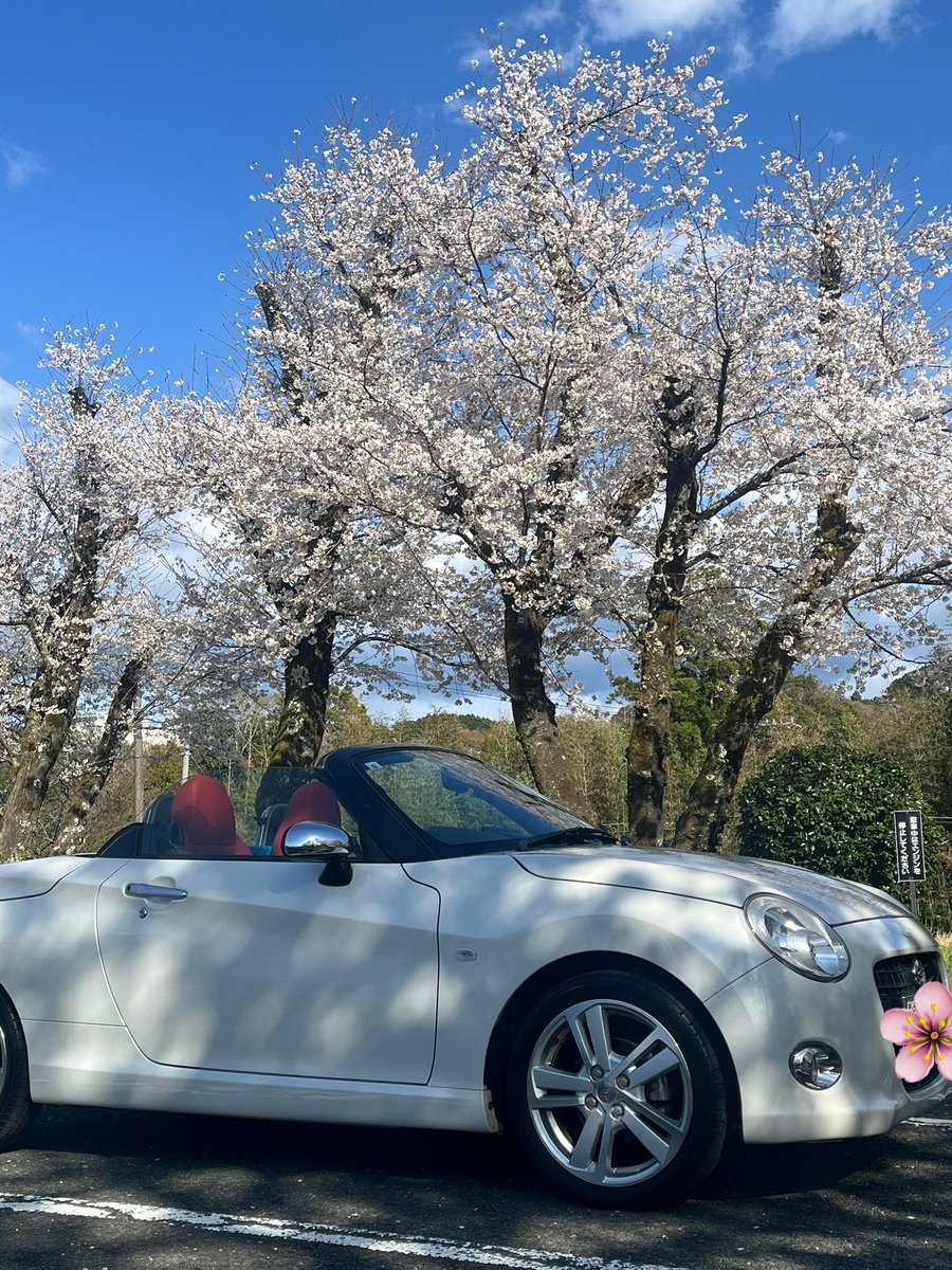 shinobknb's tweet photo. 今年の桜🌸
今日で見納めかなー
最高の1日でした👍
 #新城
 #桜淵公園
 #長篠城跡
 #市川の桜 https://t.co/DuWvUhjGSL