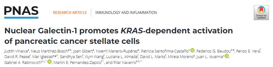 Pilar Navarro Lab (@pnavarro_lab) on Twitter photo 🚨 We'are thrilled to share our last study in colab with <a href="/gabyrabi/">Gabriel Rabinovich</a>, Juan L. Iovanna & <a href="/MFZlab/">Martin Fernandez-Zapico Lab</a> that reveals a nuclear role for Galectin-1 (Gal1) in pancreatic stellate cells (PSCs), directly regulating KRAS expression and reshaping the PDAC stroma. A thread! 🧵👇
<a href="/PNASNews/">PNASNews</a> #PDAC 🚨 We'are thrilled to share our last study in colab with <a href="/gabyrabi/">Gabriel Rabinovich</a>, Juan L. Iovanna & <a href="/MFZlab/">Martin Fernandez-Zapico Lab</a> that reveals a nuclear role for Galectin-1 (Gal1) in pancreatic stellate cells (PSCs), directly regulating KRAS expression and reshaping the PDAC stroma. A thread! 🧵👇
<a href="/PNASNews/">PNASNews</a> #PDAC