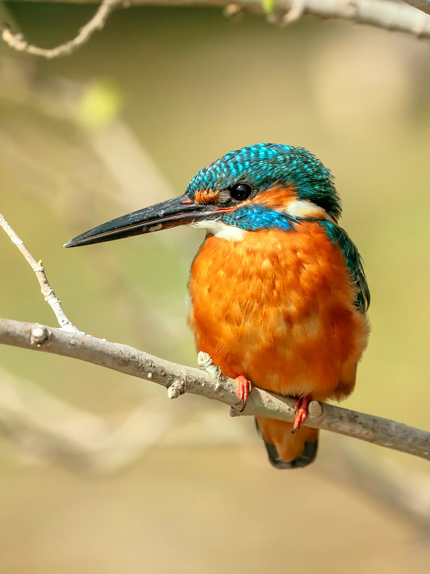 linjianyangbe's tweet photo. male Common Kingfisher (普通翠鸟,Alcedo atthis), in #Shanghai.
There are 90 species of kingfisher worldwide. ❤孫石鑄

#birds #BirdsSeenIn2025
#Nature #Peace #China https://t.co/QMBR4a291a