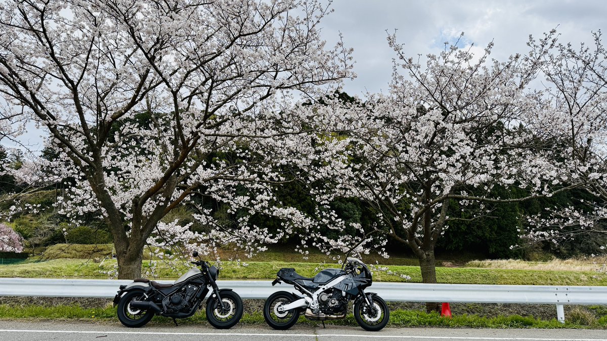 3rdhtr's tweet photo. 去年タイミングを逃した、いすみ市の札森桜並木へ🌸

https://t.co/h8qOh9hh79

#xsr900gp #rebel500 https://t.co/mPmcGMzl1a