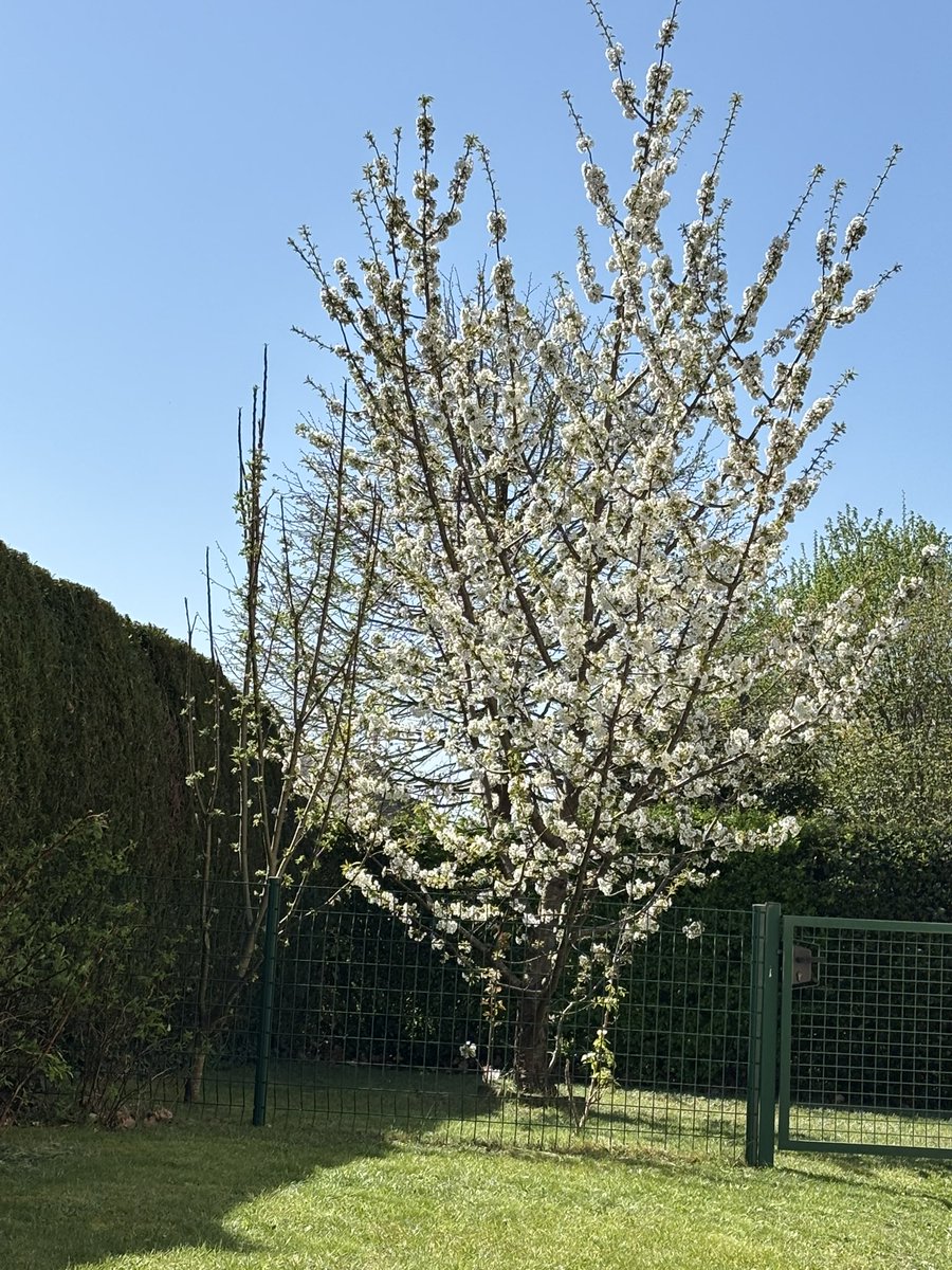 Lire dans son jardin c’est quand même autre chose.