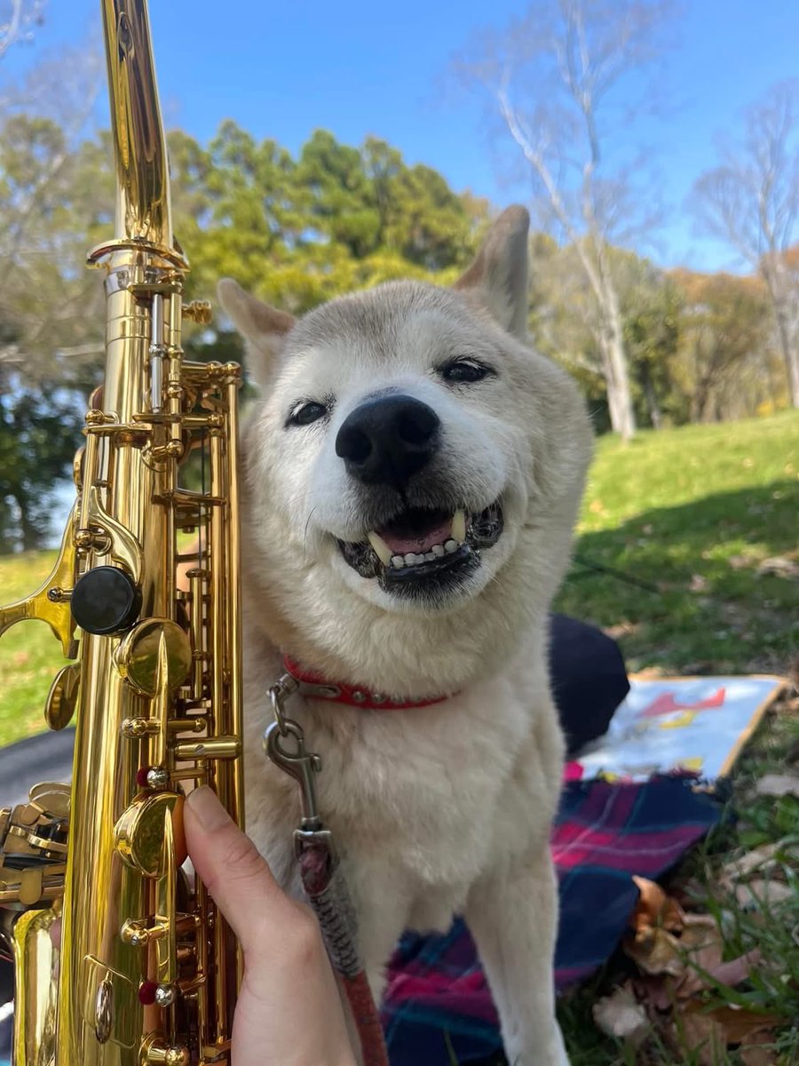 sibainuKuusan's tweet photo. 3年前の今日
おねーちゃんの練習に付き合ったね🎷

#花博記念公演鶴見緑地
#秘密結社老犬倶楽部天国支部 https://t.co/yCbr0LMvgW