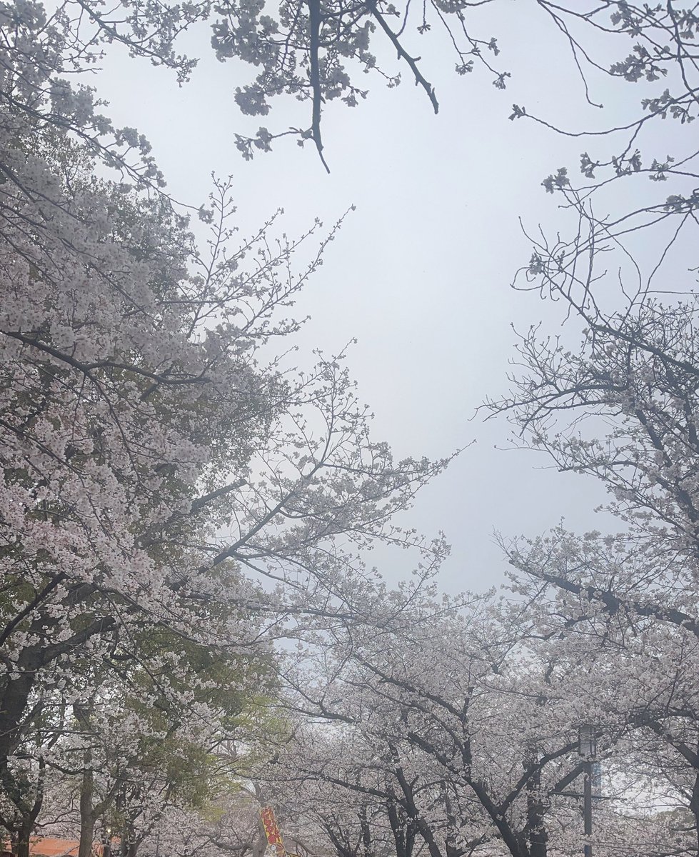 めろんぱんちゃんのオフ会にお邪魔しました
桜満開で最高だった💜