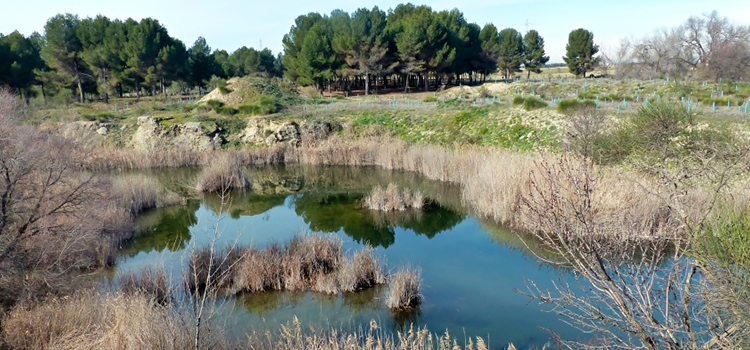 MariaLCalvo1's tweet photo. Las lagunas de Horna de Getafe se convierten en laboratorio universitario.
Un proyecto de aprendizaje y servicio de la Universidad Complutense de Madrid
@ObservaUCM 
https://t.co/ERK8rZ7TcY https://t.co/fasehN97Io