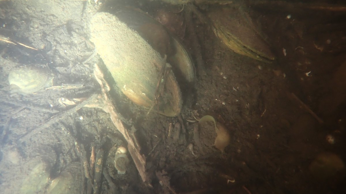 numenini's tweet photo. Plenty Duck Mussels (Anodonta anatina) in the Little Ouse down from Lakenheath Fen. The relatively long incurrent siphon (the frilly one) shows it's a Duck Mussel.
Also plenty roving Lister's River-Snails
(Viviparus contectus).
#MolluscMonday #MolluskMonday #freshwatermussel 4/6 https://t.co/h9eFDTcrvl