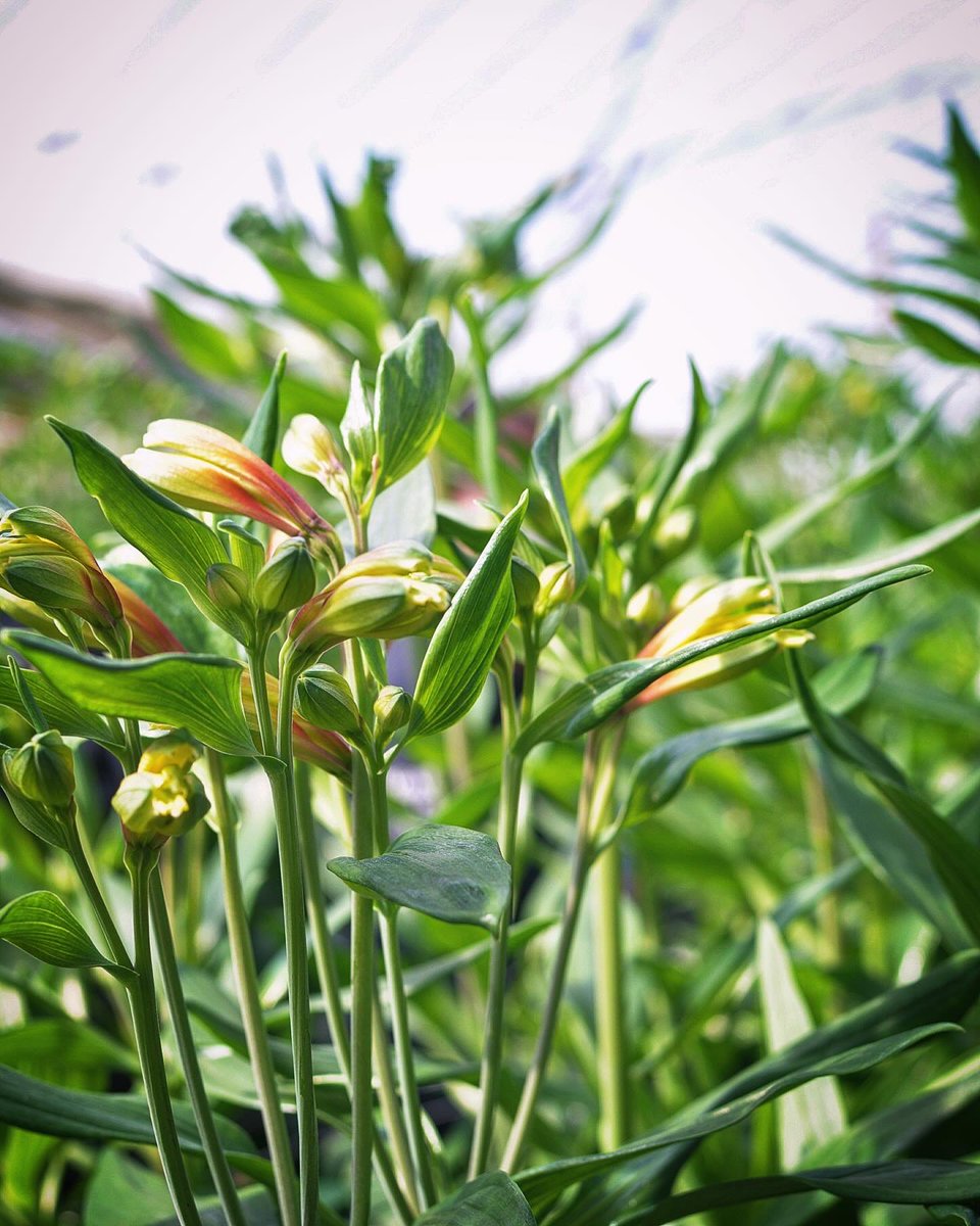 ex.official (@ex_flowershop) / Posts / X