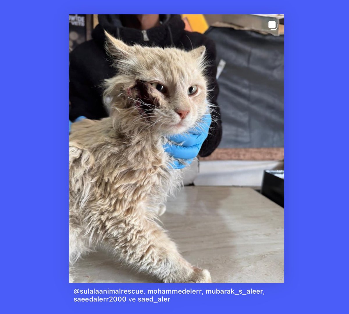 Belki 1 yıl öncesi olsaydı, soykırıma ses çıkarmayan “ duyarlı hayvanseverler”  belki bu görüntüleri duyurur  diye  paylaşırdık . Şimdi soykırımı görmezden gelenler için bir şey yazmak , bir şey anlatmak zul. Onlarla birlikte bulunmak da zul. Bir kahvesinden vazgeçmeyenlerden