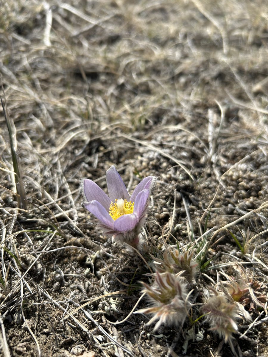 Breaking news…

#grassland #prairie #saskatchewan