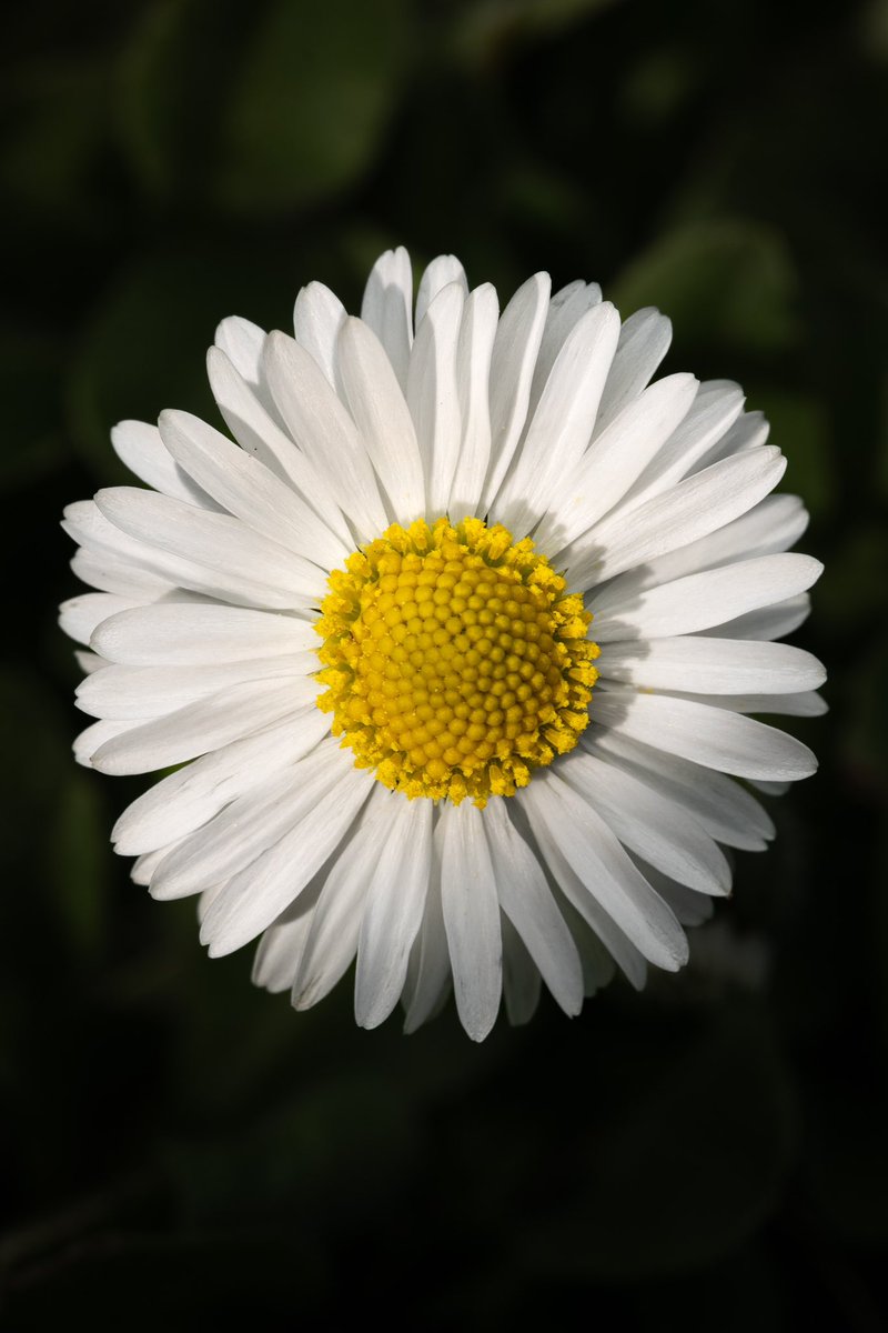 Share your white flower photos! 🤍