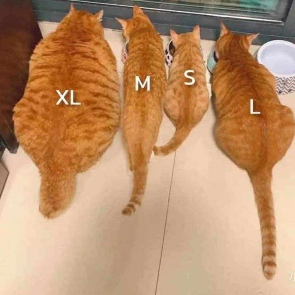 チャトラ様 Post by 激かわ動物 on X: 茶トラ サイズ表