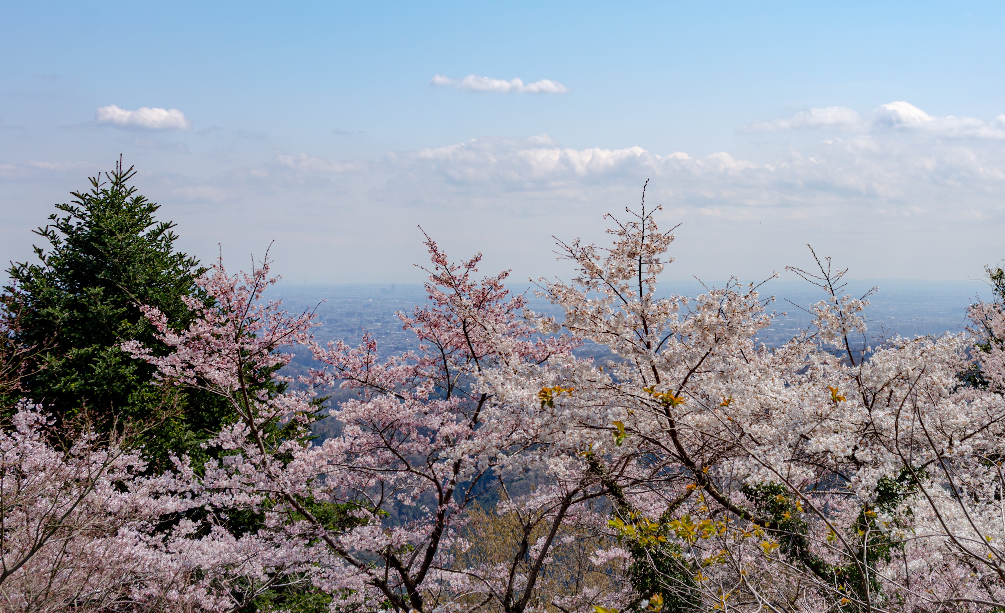 朝日に照らされた毛嵐がとても綺麗だった。 * * * 📍 奈良