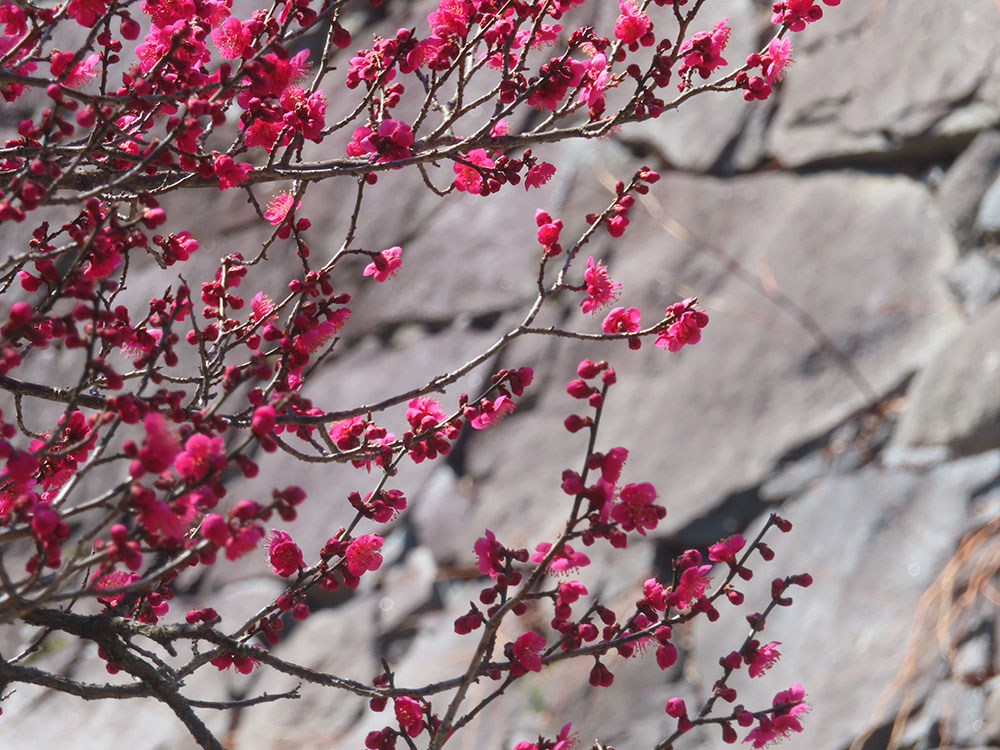 「仙台は桜が開花しているようですが、盛岡城址公園は今やっと梅の咲き始めです…!「で」|藤枝　とおるのイラスト
