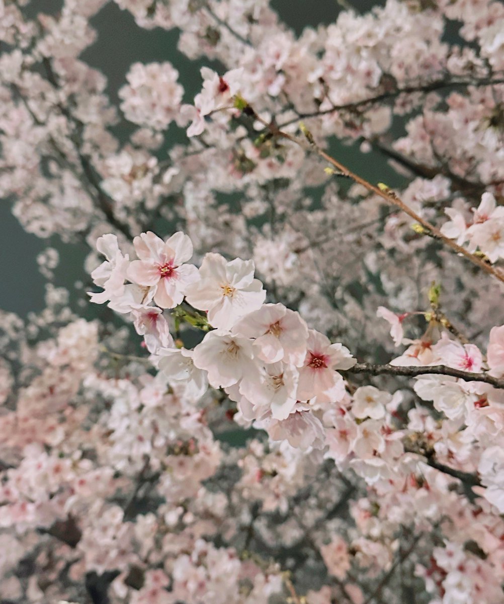 「桜って夜でもきれいでうれしい 」|春🌸のイラスト