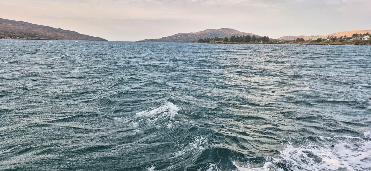 Carol P Murphy tweet media