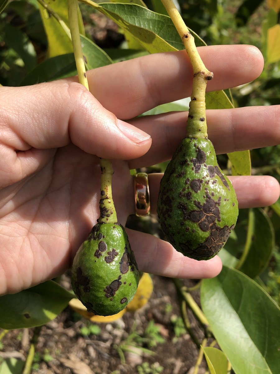 Tropical Plant Clinic & Research Lab (@clinicplant) on Twitter photo Growing concern about #avocado #aguacate scab 🥑🥑🥑.
For more information on this disease check out this resource 👇🏻
doi.org/10.1094/PHP-10…
<a href="/AvosFromMexico/">Avocados From Mexico</a> <a href="/apeamac/">APEAM, A.C.</a> <a href="/USDA_APHIS/">USDA Animal and Plant Health Inspection Service</a> <a href="/APS_OIP/">APS Office of International Programs</a> <a href="/APS_Tropical/">APS Tropical Plant Pathology Committee</a> <a href="/corpohass/">Corpohass</a> <a href="/avosfromperu/">Avocados from Peru</a> <a href="/FruitnetMedia/">Fruitnet Media International</a> <a href="/icpp2023/">ICPP2023</a> <a href="/UFPlantPath/">UF/IFAS Plant Pathology Department</a> Growing concern about #avocado #aguacate scab 🥑🥑🥑.
For more information on this disease check out this resource 👇🏻
doi.org/10.1094/PHP-10…
<a href="/AvosFromMexico/">Avocados From Mexico</a> <a href="/apeamac/">APEAM, A.C.</a> <a href="/USDA_APHIS/">USDA Animal and Plant Health Inspection Service</a> <a href="/APS_OIP/">APS Office of International Programs</a> <a href="/APS_Tropical/">APS Tropical Plant Pathology Committee</a> <a href="/corpohass/">Corpohass</a> <a href="/avosfromperu/">Avocados from Peru</a> <a href="/FruitnetMedia/">Fruitnet Media International</a> <a href="/icpp2023/">ICPP2023</a> <a href="/UFPlantPath/">UF/IFAS Plant Pathology Department</a>