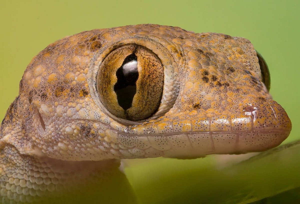 Зоркий глаз