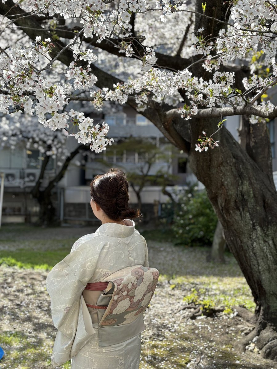 tsukimisou2's tweet photo. #桜と着物
陽気に誘われて、近所の公園へお花見に行きました！
お着物姿と桜がよく合います！

#着物
#着物コーディネート
#きもの
#和のお稽古
#お花見
#桜
#木瓜
#ライラック 
#猫のいる公園 https://t.co/jQV5KDuPSg