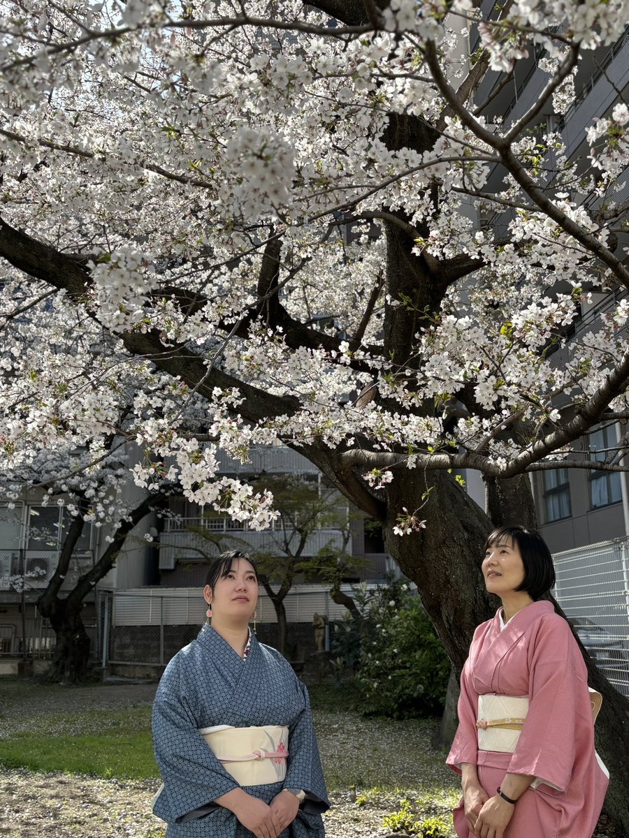 tsukimisou2's tweet photo. #桜と着物
陽気に誘われて、近所の公園へお花見に行きました！
お着物姿と桜がよく合います！

#着物
#着物コーディネート
#きもの
#和のお稽古
#お花見
#桜
#木瓜
#ライラック 
#猫のいる公園 https://t.co/jQV5KDuPSg