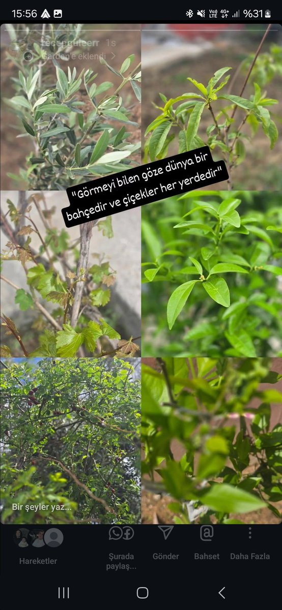 "Görmeyi bilen göze dünya bir bahçedir ve çiçekler her yerdedir."
-Kemal Sayar