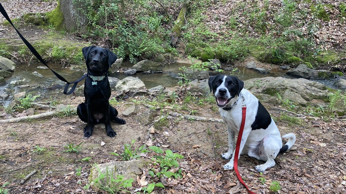 jordanmalcott12's tweet photo. Walks with the pack make the world go round. 🐾🩵 https://t.co/jNdoM0ZFim