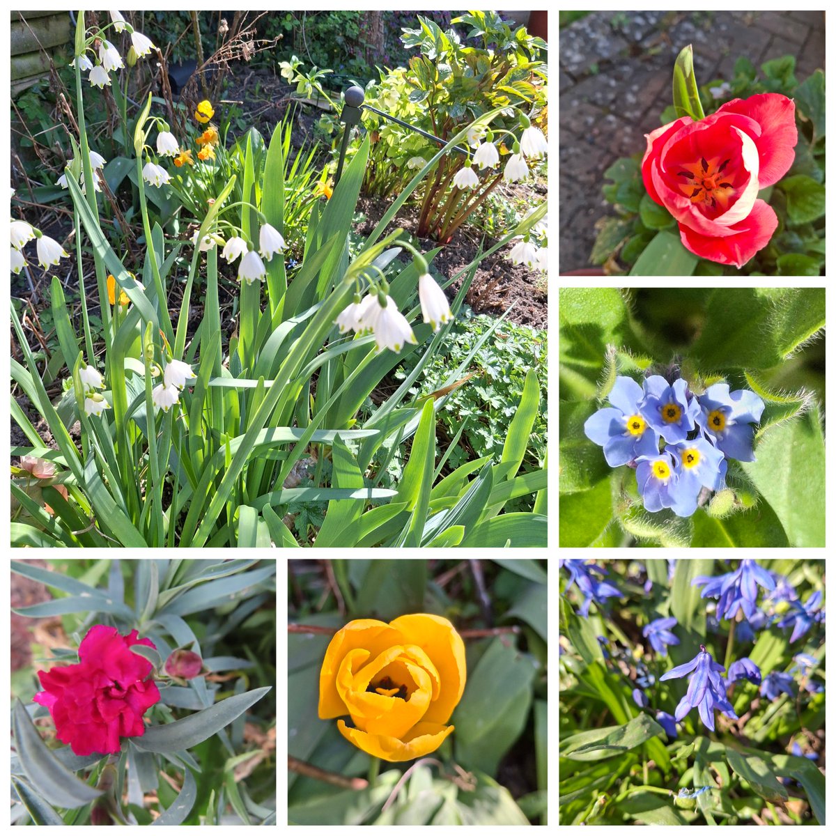 #SixOnSaturday #Gardening #Flowers #SpringFlowers #Chilterns #Buckinghamshire The daffodils are just about over over and Tulips coming out, along with snowflakes, forget me nots, chinoxia and a very early dianthus