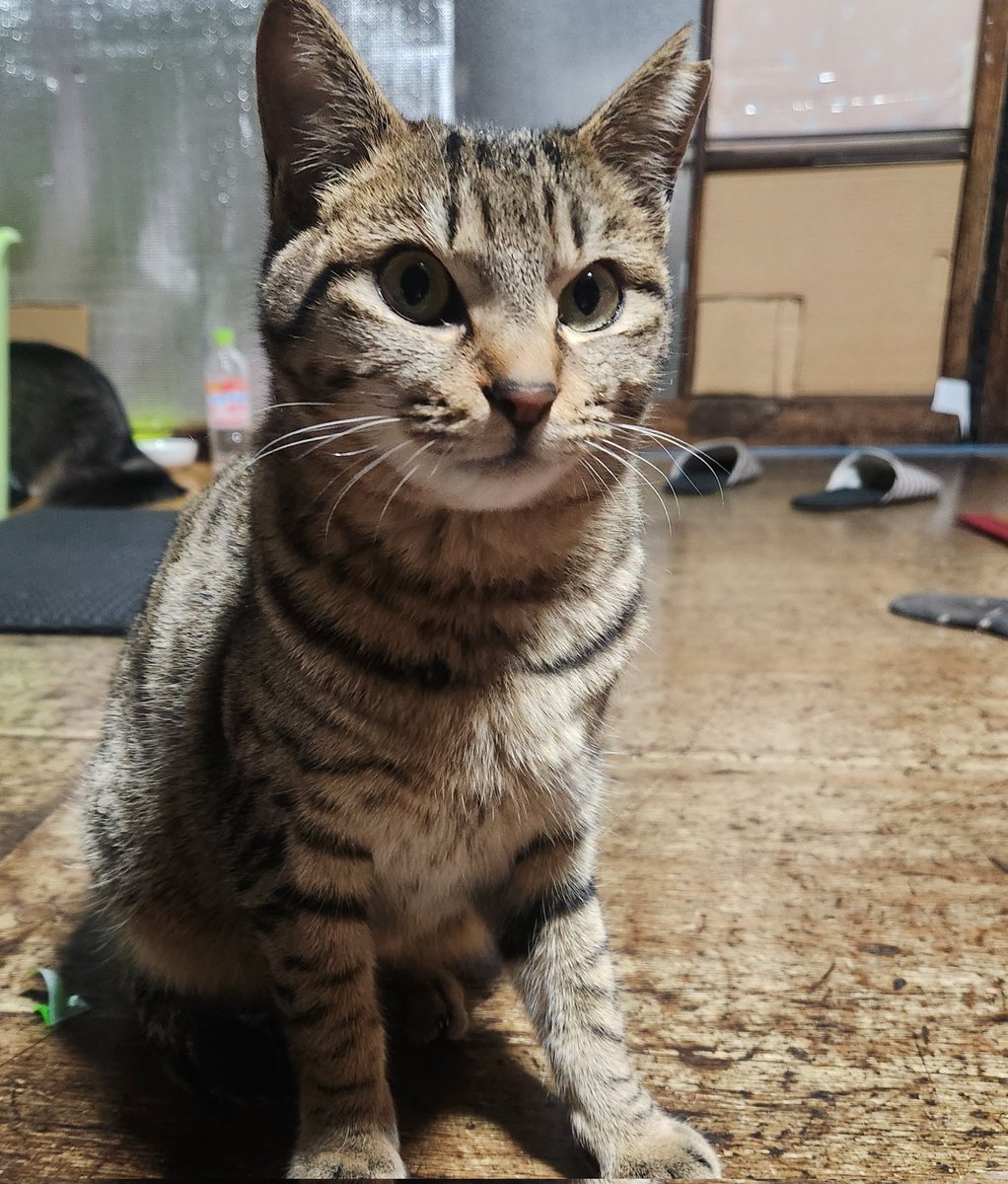 もうすぐ1歳なぼくちんとあたち