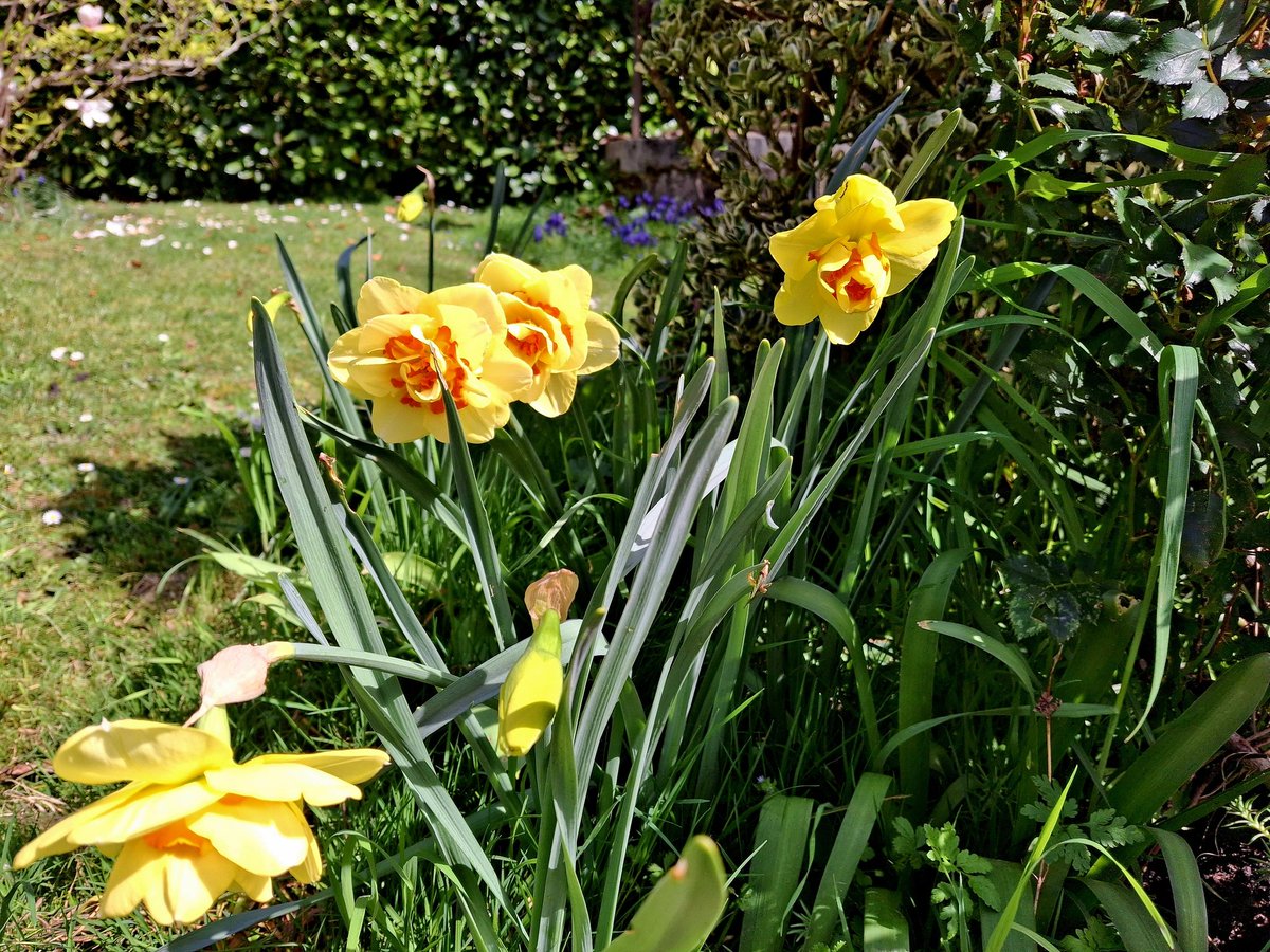 Mummy say she can't remember planting dese but she must have as dis first time we see dem in de garden 😍🏵