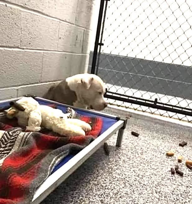 Quand tu abandonnes ton chien à la fourrière parce qu’il te “gêne”, qu’il t’empêche de partir en vacances, ou sous prétexte d’une excuse aussi lâche qu’injustifiable…

Lui, il ne comprend pas.

Il s’assied. Il attend. Une minute, une heure, un jour… parfois une éternité.

Il