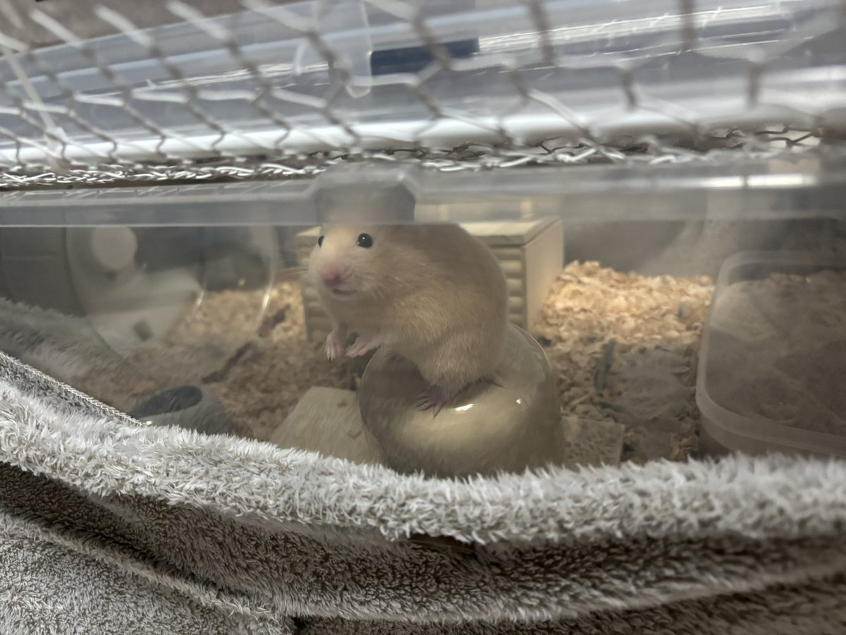 BBCF_Yanshu's tweet photo. 名前が決まりました🐹
「きなこ」です✨👊😉

よろしくきなこ☺️💋 https://t.co/rrGC2pOJzC
