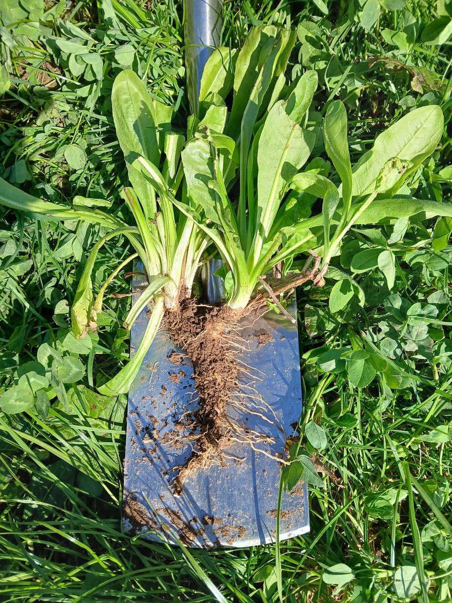 Geraghty_Notill's tweet image. Beautiful day for a field visit with our livestock management group. Focus on forages, diverse pastures & persistent multi-species mixes after 8 years. Secret: only cattle slurry as nutrient fertiliser @DeptOfSciSETU @SETUAgriculture @agriculture_ie @IrishOrganicA @organictrust