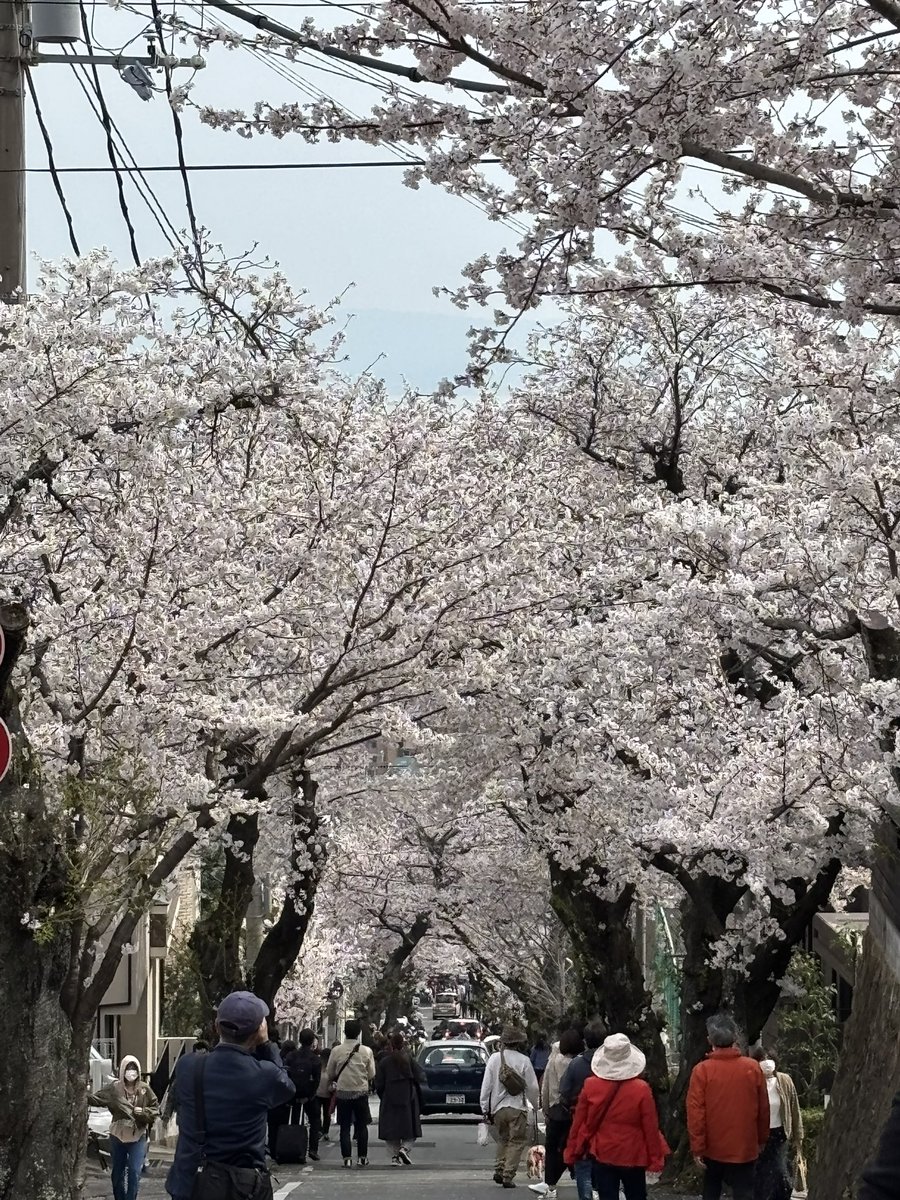 maya_gun415's tweet image. 娘夫婦が遊びに来たので
帰りに摩耶ケーブル下の
桜のトンネル
桜坂に行ってきました
人と車の多さにビックリ
摩耶ケーブルも見てきました
神戸の坂はやはりきつい😓

#摩耶ケーブル
#桜のトンネル
#桜坂