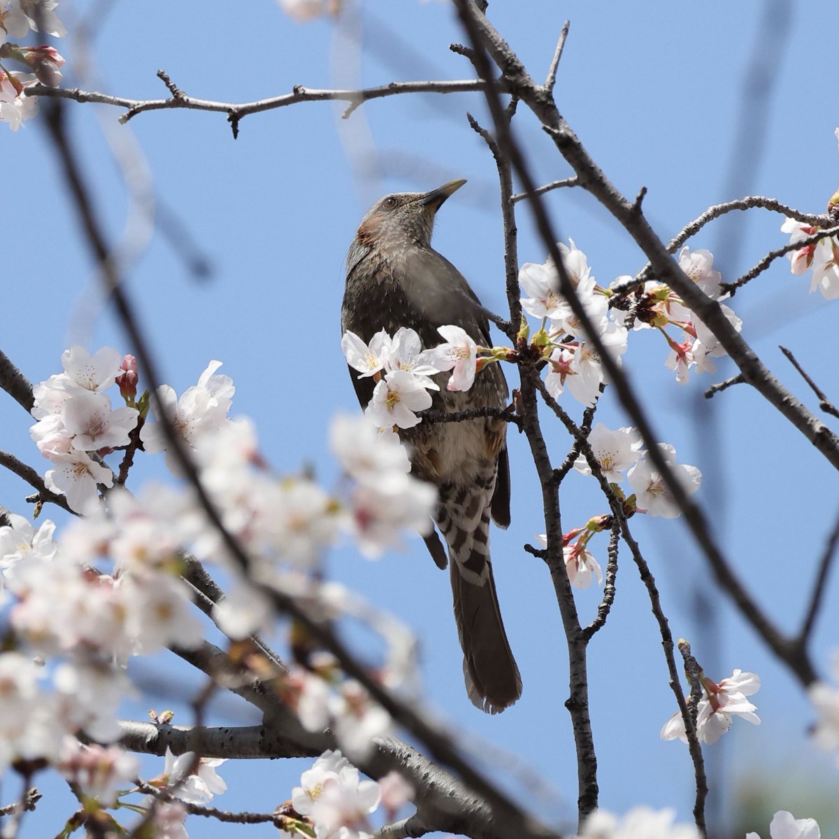 kw_point's tweet photo. 桜とヒヨドリ
#野鳥 #野鳥撮影 #桜 #tokyojapan #ヒヨドリ https://t.co/riHuT4UYKf