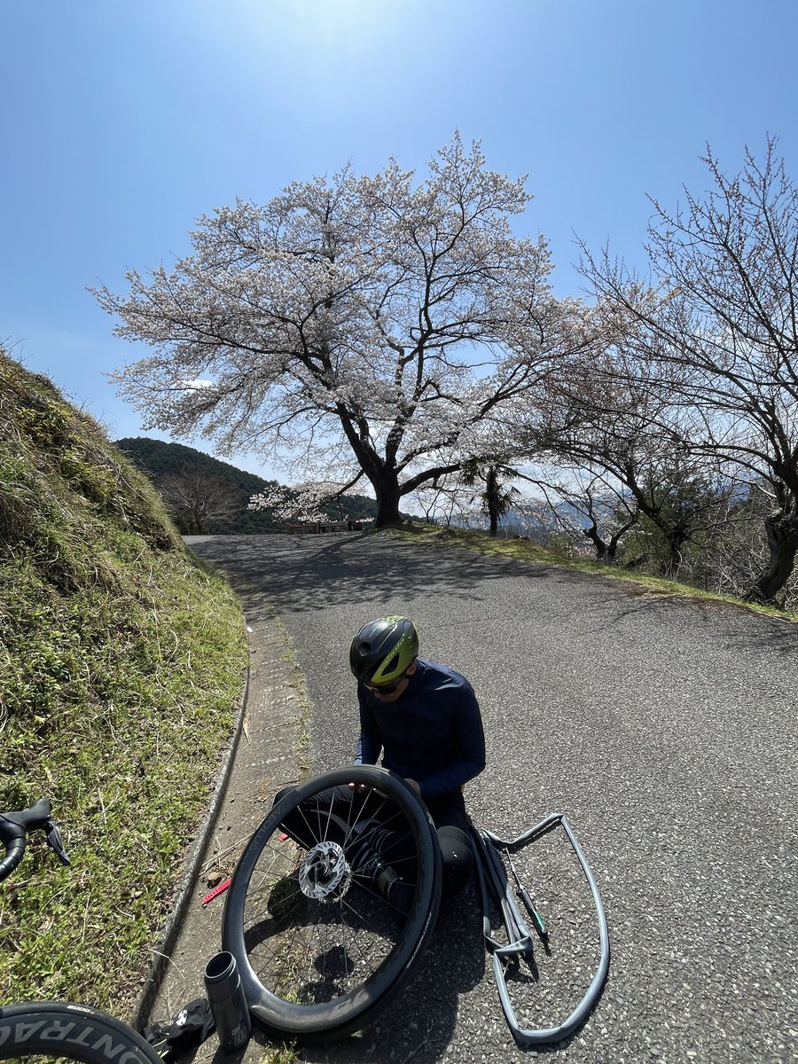 CarbonDonuts's tweet image. 満開の八徳桜の下で
チームメイトがパンク

購入以来ようやく活躍の場を得たCYCPLUSの電動ポンプ
楽で早くて空気圧も指定できる！
Amazing！
#cycplus