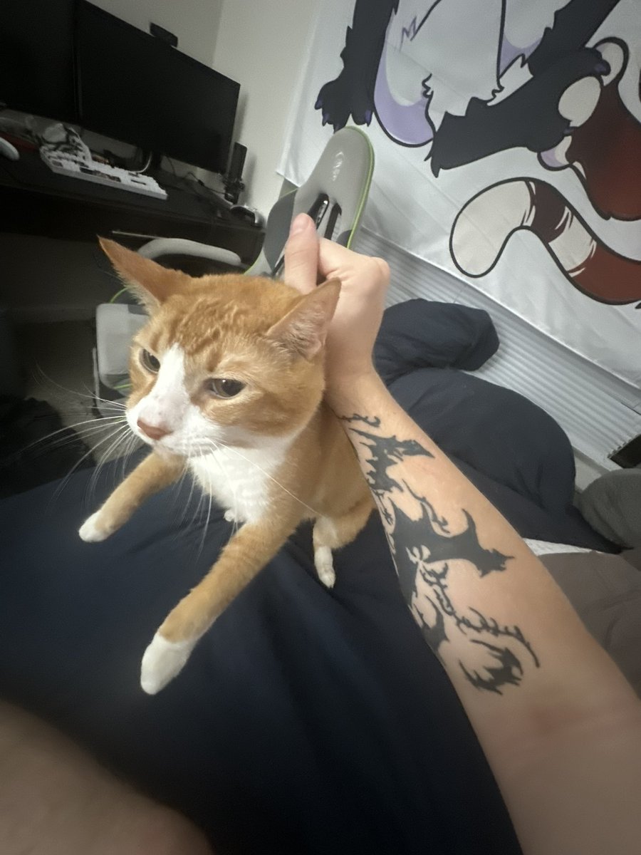 here’s my stupid fat cat (I love him) his name is Stevie