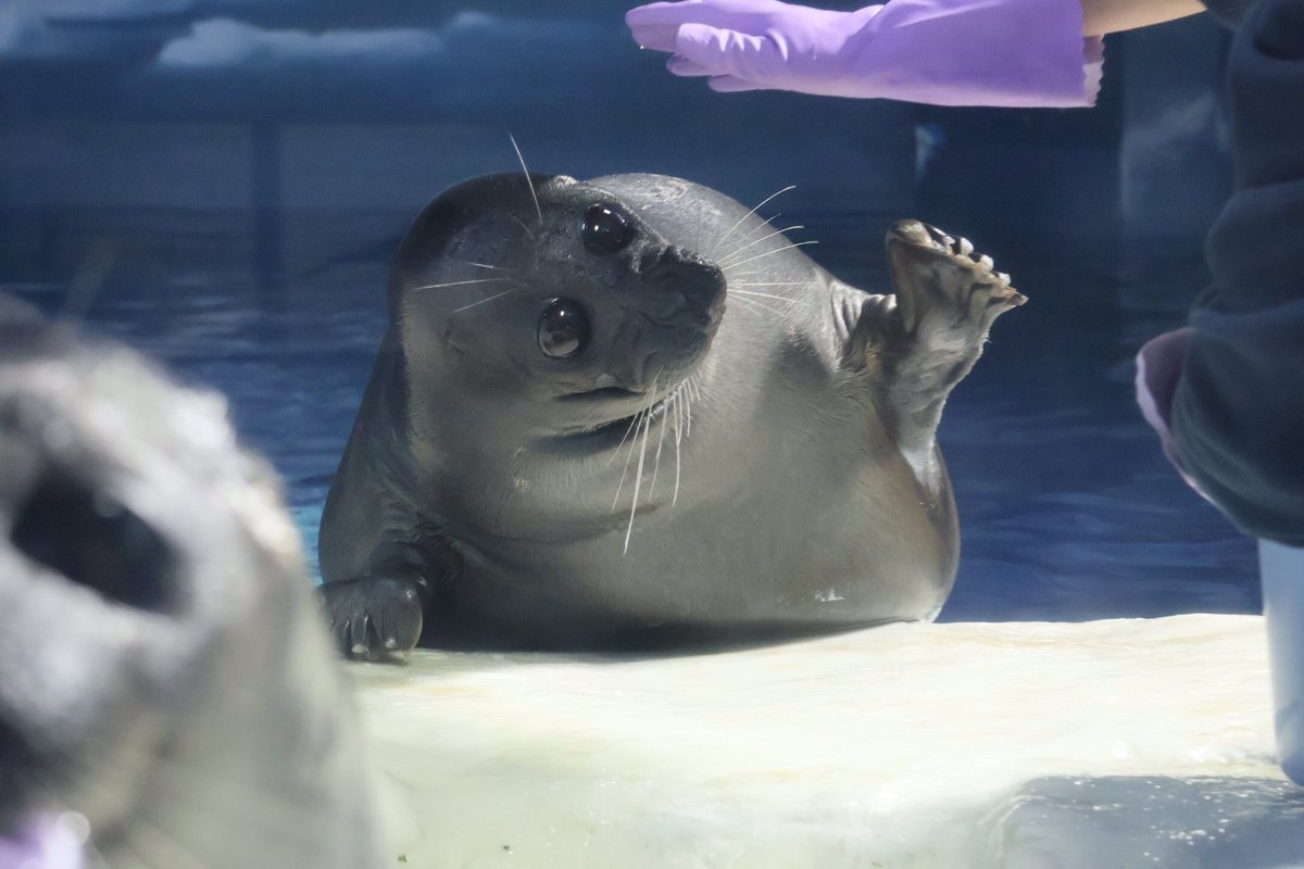 カルちゃんの向こうに
　アルくん