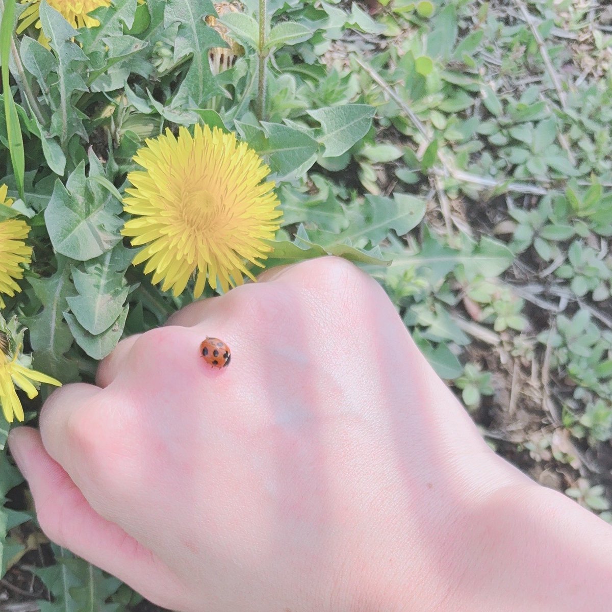 こんばんは💛•ᴗ•)وﾞ㌧㌧

ニホンタンポポとナナホシテントウのお届けです😉✨

くすぐったくて可愛い..(｡•ᴗ•｡)🐞🌱