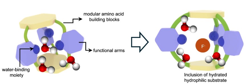 Binding hydrophilic molecules is challenging due to high hydration energy. So why not bind them with their water? Our work (the Cai group at USF and us) shows a flexible proline cage capturing fluoride along with its hydration shell with strong affinity. nature.com/articles/s4146…