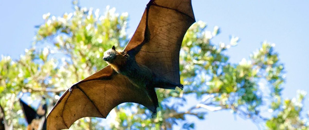 GIJN Africa (@gijnafrica) on Twitter photo NEW! <a href="/earthjournalism/">Earth Journalism Network</a> is offering grants of €1,000- €2,000 to journalists to support the production of in-depth stories on biodiversity.
Selected journalists will receive support from experienced mentors throughout their project.
Apply by April 29. twp.ai/4imQQC NEW! <a href="/earthjournalism/">Earth Journalism Network</a> is offering grants of €1,000- €2,000 to journalists to support the production of in-depth stories on biodiversity.
Selected journalists will receive support from experienced mentors throughout their project.
Apply by April 29. twp.ai/4imQQC