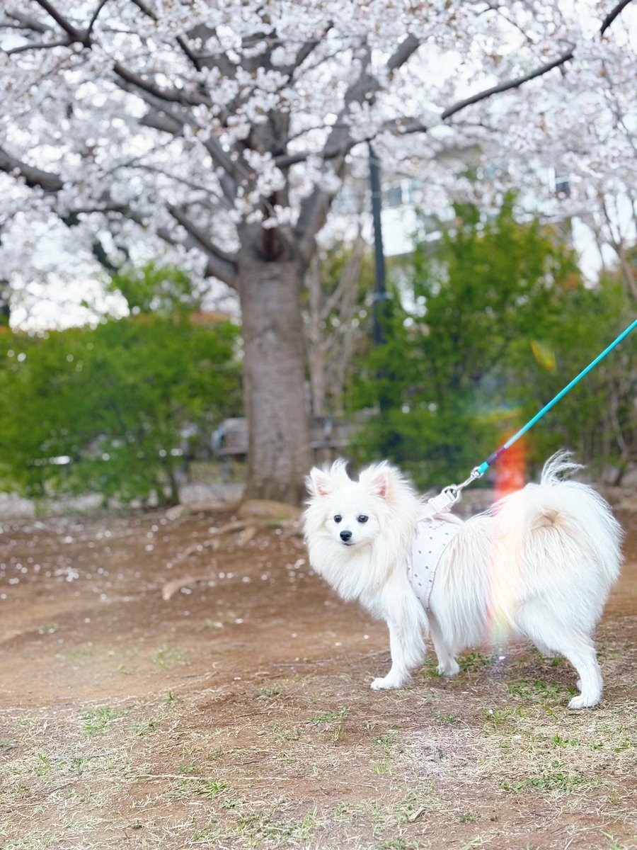 近所の公園に桜が咲いてました🌸
そしてまたスピッツに間違えられるシホ

#犬好きさんと繋がりたい
#ポメラニアン
#デカポメ