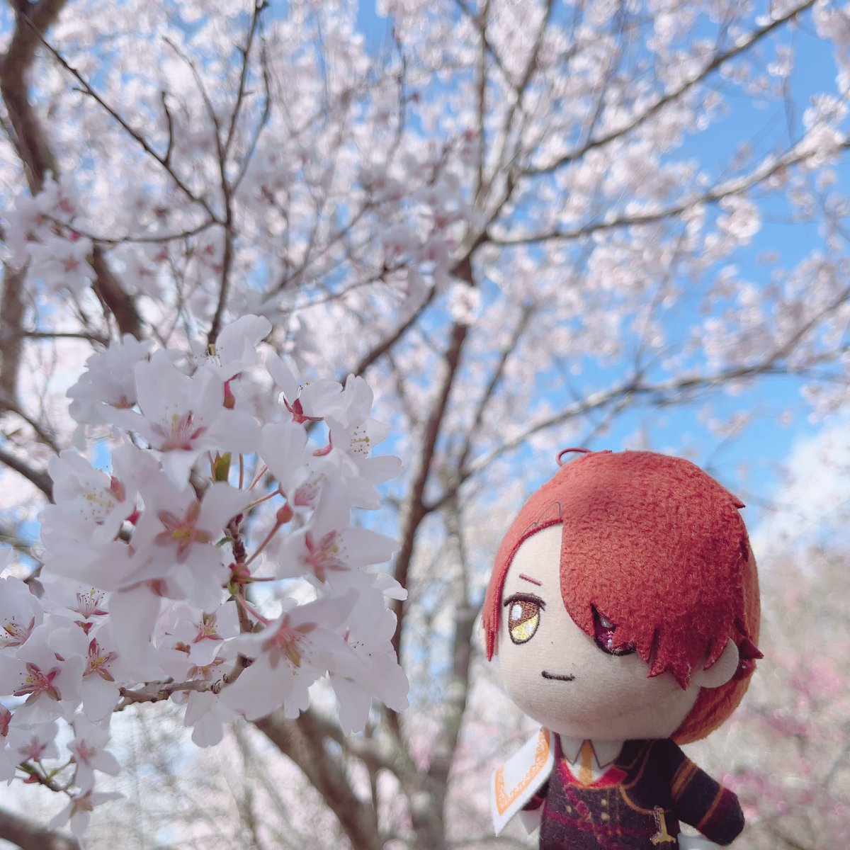 さくらだ！！
少しさむいが、もう春なんだな🌸✨️

#まほやく_ぬい