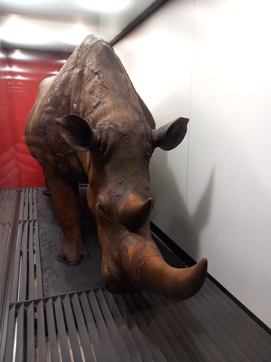 Our rhinoceros (Coelodonta antiquitatis) is ready to welcome you for the next <a href="/EAVPalaeo/">EAVP</a> Meeting in Krakow. 
Early registration &amp; Abstract submission closing soon. More details in:
eavp2025.wixsite.com/eavp2025
#palaeontology