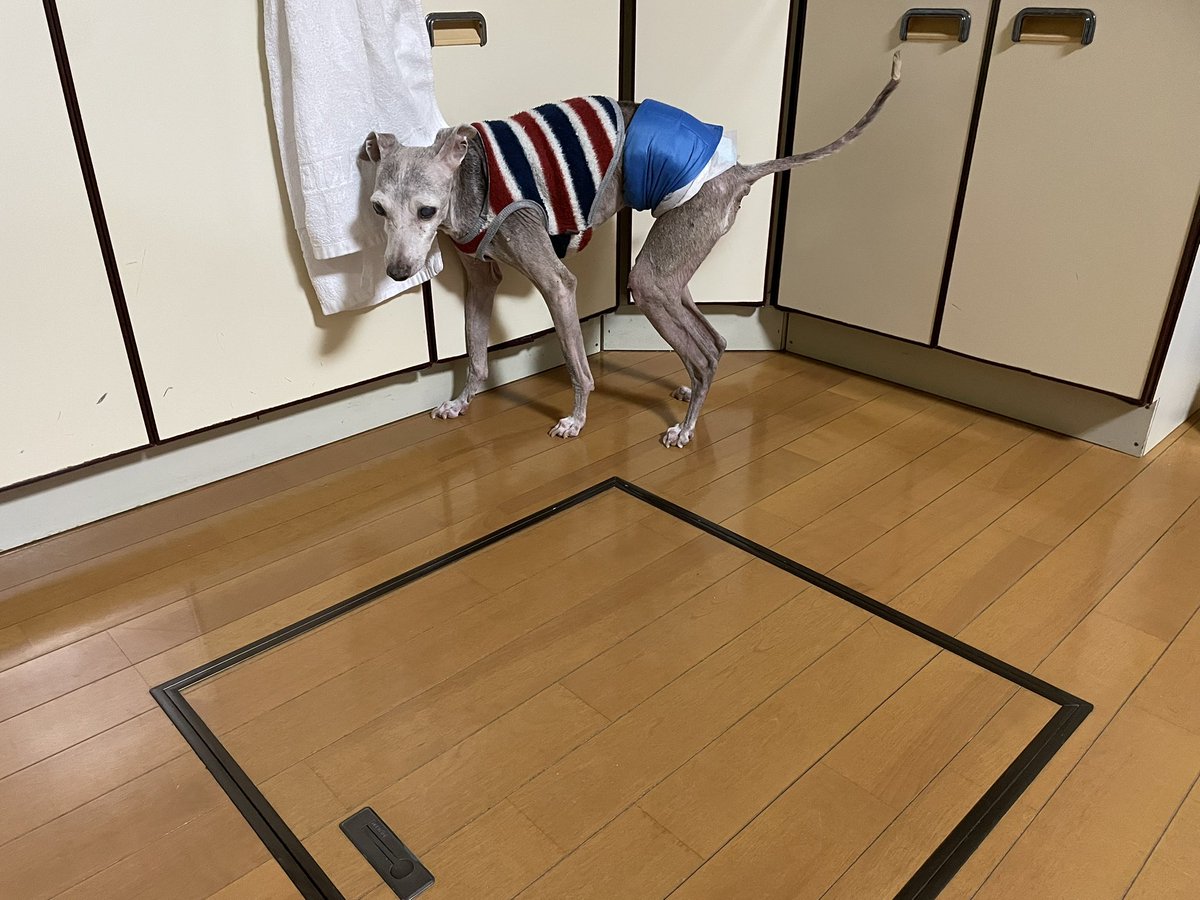 今日のピース　
フィロコックス57   1錠
動物用ウェルメイト半錠
CBDオイル朝と昼と夜に4滴づつ
寝る前にソメリン10mg
発作なし
傷はすっかり良くなりました
手足が冷えていたので今日もコーケントー