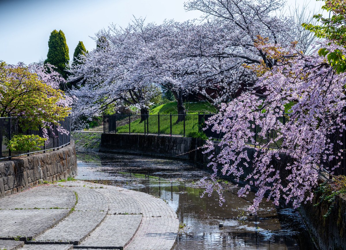 京都的垂樱是真好看呀😏