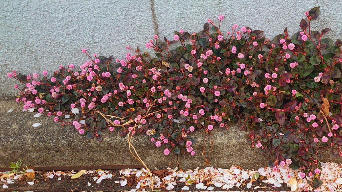 KiwaSaokmw's tweet photo. #ヒメツルソバ #姫蔓蕎麦
#Persicaria_capitata #Pink-head_knotweed #Smartweed #Victory_carpet
#思いがけない出会い
#TLを花でいっぱいにしよう
#TLを緑でいっぱいにしよう https://t.co/nqFdZ3FUBo