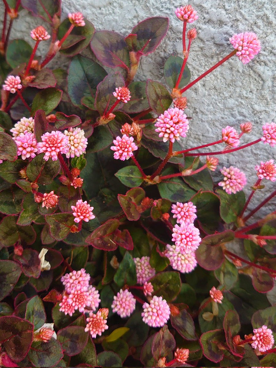 KiwaSaokmw's tweet photo. #ヒメツルソバ #姫蔓蕎麦
#Persicaria_capitata #Pink-head_knotweed #Smartweed #Victory_carpet
#思いがけない出会い
#TLを花でいっぱいにしよう
#TLを緑でいっぱいにしよう https://t.co/nqFdZ3FUBo