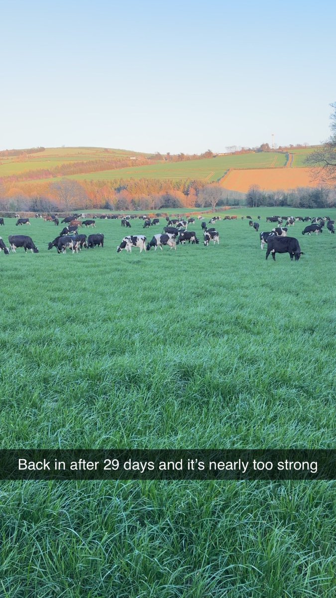 If carlsberg did springs 😎😎