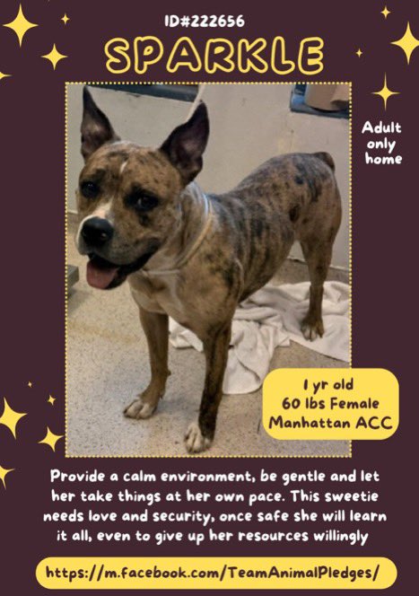 SPARKLE IS ON KILL COMMAND 💔 #NYCACC⚠️
SHE'S JUST A PUPPY 😭 SHE'S AFRAID PLEASE 
HELP HER 💔⚠️⚠️ OUT OF TIME PLEASE HELP 
NOW 🙏⚠️ SHE'S IN GRAVE DANGER ⚠️⚠️ 
#ADOPT⚠️ #RESCUE NEEDED ⚠️ 
#FOSTER DESPERATELY NEEDED ⚠️ 
#Pledge4Rescue⚠️ PLEASE PLEDGE 🙏 
RETWEET ⚠️ SHE'S A PUPPY
